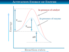 Activation Energy Activation energy definition, formula, theory and diagram derived from Arrhenius equation for enzymes catalysis reaction in chemistry or biology