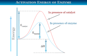 Activation Energy Activation energy definition, formula, theory and diagram derived from Arrhenius equation for enzymes catalysis reaction in chemistry or biology