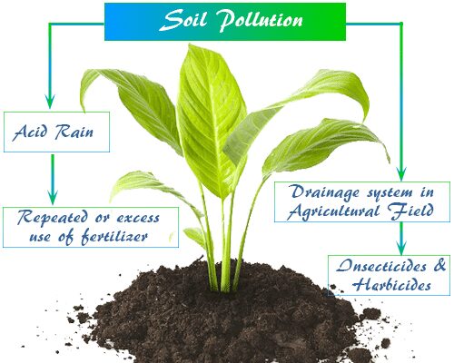 Soil pollution or contamination sources, prevention, and effects of acid rain or fertilizer on soil acidity