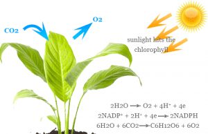 Carbon Dioxide Carbon dioxide in atmosphere, molecular formula, structure, facts, uses