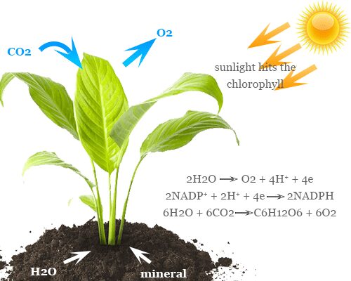 Carbon dioxide, water and oxygen in atmosphere for photosynthesis