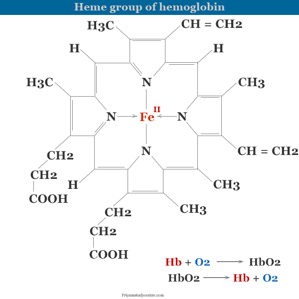 Structure of heme unit or group in hemoglobin and function of red blood cells or RBCs