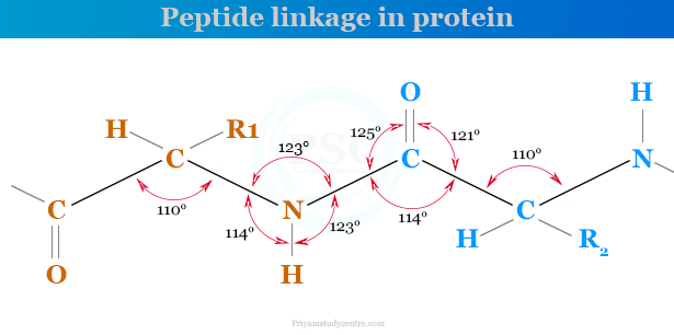 Peptide linkage in protein molecule