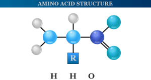 Amino Acids Structure and examples of amino acids that contain amino and carboxyl groups in their side chain