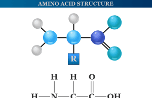 Amino Acids Structure and examples of amino acids that contain amino and carboxyl groups in their side chain