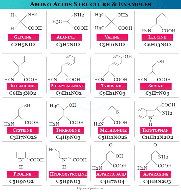 Amino Acids Definition, Formula, Structure, Types, Examples, 45% OFF