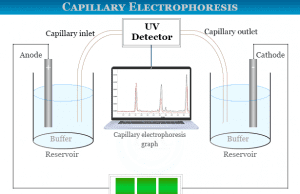 Capillary Electrophoresis Capillary zone electrophoresis instrument and principle for analysis DNA, mRNA and proteins