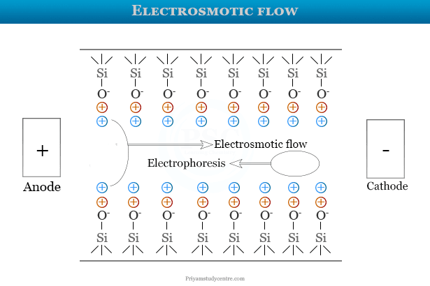 Electroosmotic flow and electrophoresis in fused silica capillaries