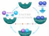 Enzymes Enzymes function on substrate and examples of catalysis reaction