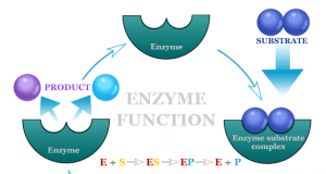 Enzymes Enzymes function on substrate and examples of catalysis reaction
