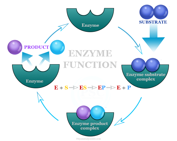 Enzymes function on substrate and examples of catalysis reaction