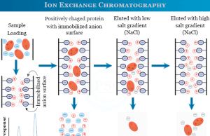 Ion Exchange Chromatography Ion exchange chromatography procedure for purification or separation of protein