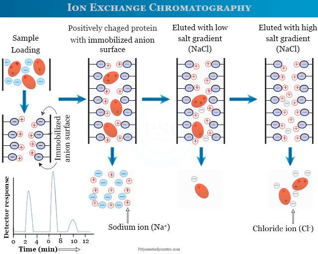 Ion Exchange Chromatography Diagram