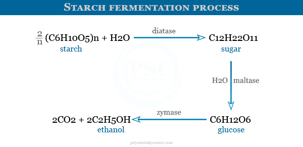 Examples of enzymes on starch fermentation process