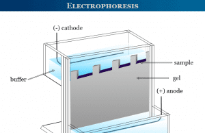 Electrophoresis Electrophoresis definition, process, apparatus and techniques for gel electrophoresis with principle and application