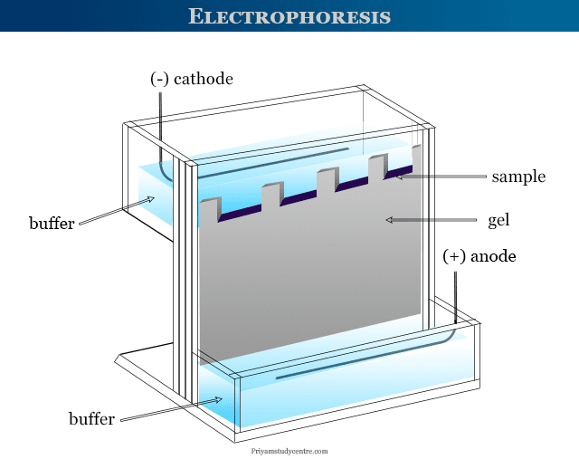 Electrophoresis definition, process, apparatus and techniques for gel electrophoresis with principle and application