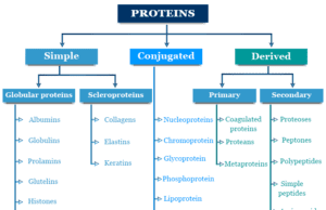 Protein Protein definition, structure and classification of proteins like simple, conjugated, derived class