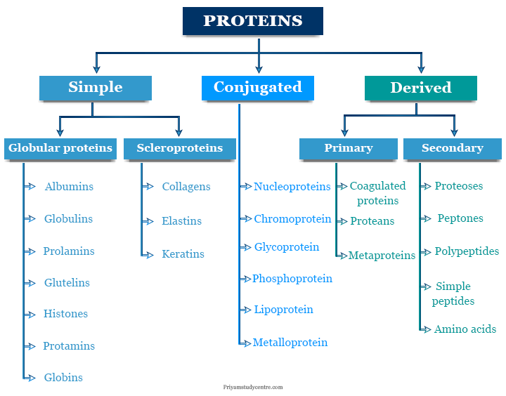 Protein definition, structure and classification of proteins like simple, conjugated, derived class
