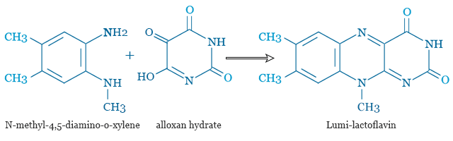 Formation and structure of Lumi-lactoflavin
