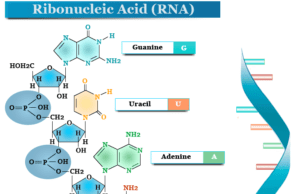 Ribonucleic Acid (RNA) Ribonucleic acid (RNA) definition, structure, functions on protein synthesis in ribosome