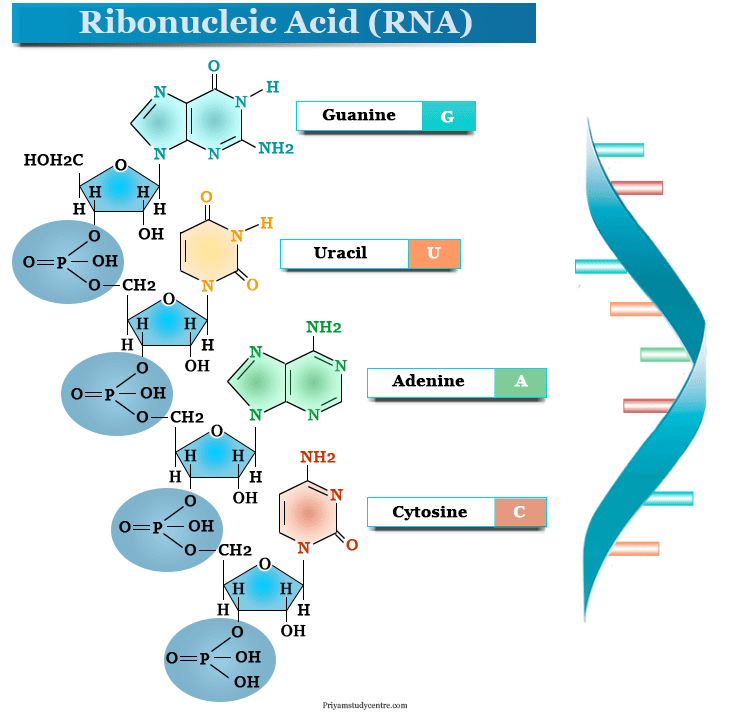 Ribonucleic Acid (RNA) - Definition, Structure, Types
