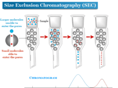 Size Exclusion Chromatography Size exclusion chromatography (SEC) column, principle, chromatogram and procedure
