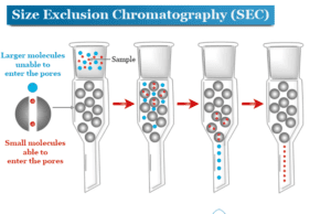 Size Exclusion Chromatography Size exclusion chromatography (SEC) column, principle, chromatogram and procedure