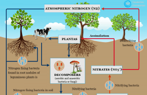 Nitrogen Fixation Nitrogen fixation definition, process and examples of natural or biological nitrogen fixing bacteria in plants
