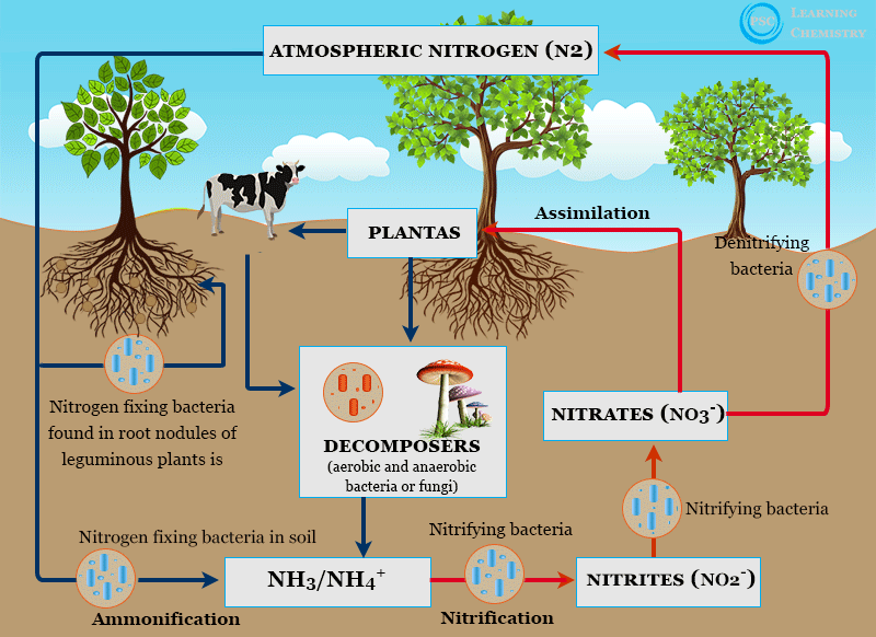 Nitrogen fixation definition, process and examples of natural or biological nitrogen fixing bacteria in plants