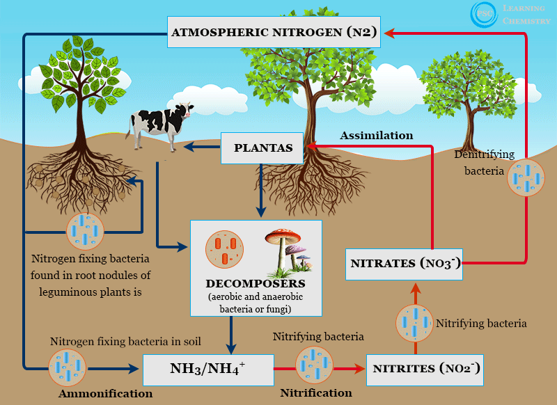 Image of Nitrogen-fixing bacteria natural nitrogen fertilizer