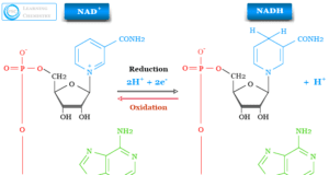 Nicotinamide Adenine Dinucleotide Nicotinamide adenine dinucleotide NAD and NADH structure, definition, uses in metabolism and oxidized and reduced forms or supplements