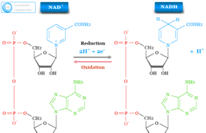 Nicotinamide Adenine Dinucleotide Nicotinamide adenine dinucleotide NAD and NADH structure, definition, uses in metabolism and oxidized and reduced forms or supplements
