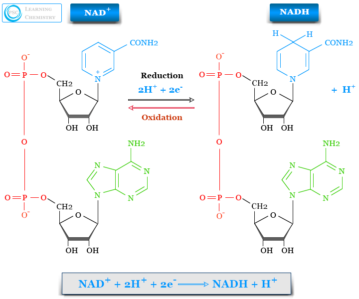 Nicotinamide adenine dinucleotide NAD and NADH structure, definition, uses in metabolism and oxidized and reduced forms or supplements