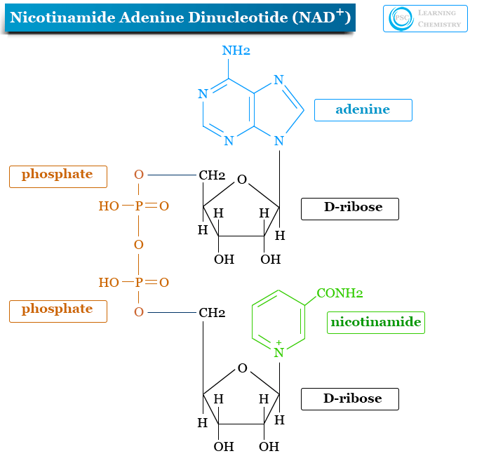 Nicotinamide adenine dinucleotide or NAD structure in biology, definition, supplements and use in metabolism