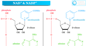 Nicotinamide Adenine Dinucleotide Phosphate Nicotinamide adenine dinucleotide phosphate (NADP and NADPH) and nicotinamide adenine dinucleotide (NAD and NADH) structure and definition