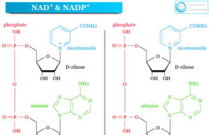 Nicotinamide Adenine Dinucleotide Phosphate Nicotinamide adenine dinucleotide phosphate (NADP and NADPH) and nicotinamide adenine dinucleotide (NAD and NADH) structure and definition