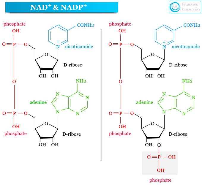 Nicotinamide adenine dinucleotide phosphate (NADP and NADPH) and nicotinamide adenine dinucleotide (NAD and NADH) structure and definition