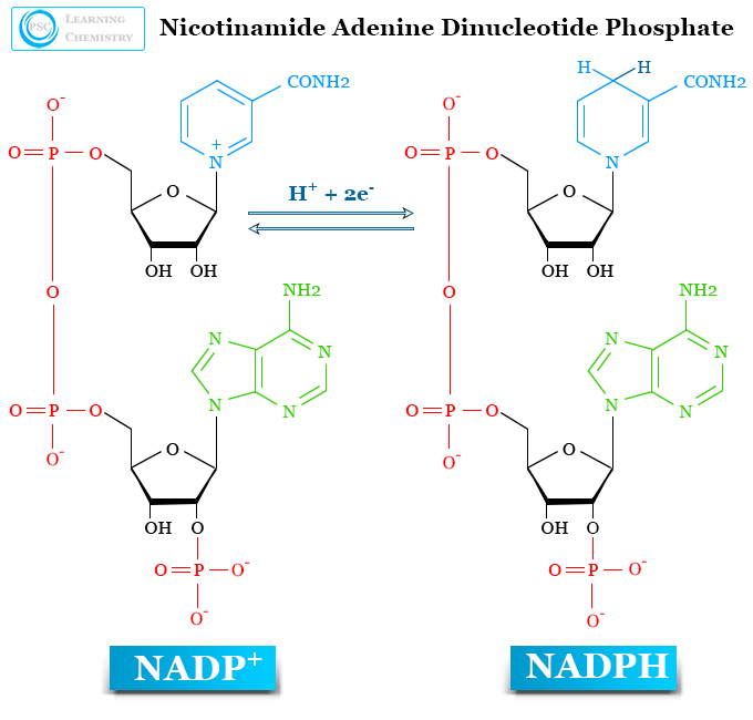 Nicotinamide adenine dinucleotide phosphate structure and oxidized (NADP+) and reduced (NADPH) forms