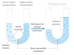 Osmosis Osmosis and osmotic pressure definition, process and examples of the movement or diffusion of solvent molecules through a semi-permeable membrane