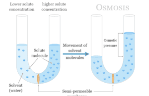 Osmosis Osmosis and osmotic pressure definition, process and examples of the movement or diffusion of solvent molecules through a semi-permeable membrane