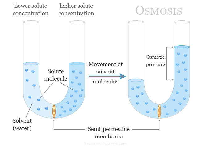 Osmosis and osmotic pressure definition, process and examples of the movement or diffusion of solvent molecules through a semi-permeable membrane