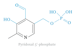 Vitamin B6 Pyridoxal 5'-phosphate Active form of Vitamin B6 with Uses, Supplements, Functions and Benefit