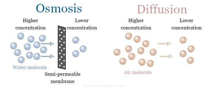 Similarities and differences between osmosis and diffusion with definition and examples