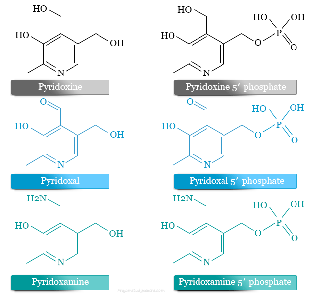 Vitamin B6 active forms, pyridoxine, pyridoxal and pyridoxamine 5'-phosphate vitamers with uses, supplements, functions and benefit