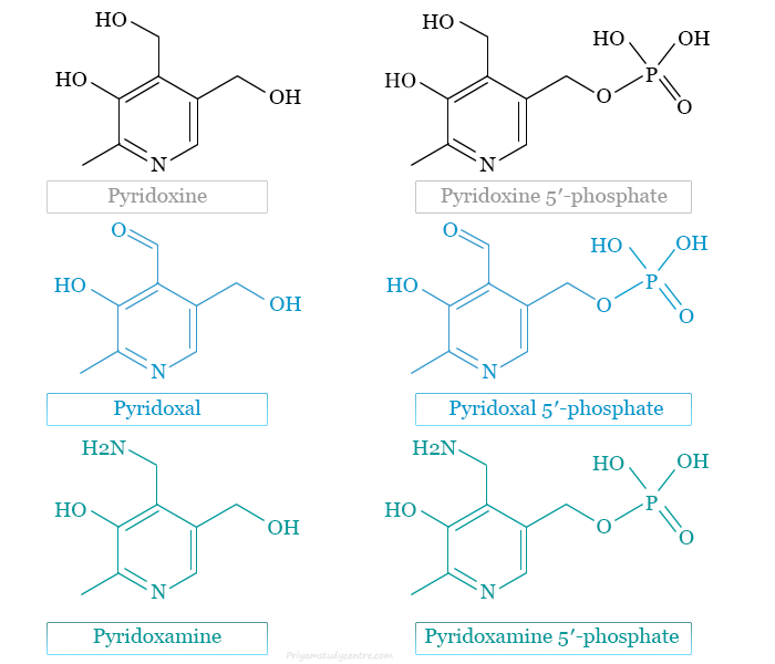 Vitamin B6 (pyridoxine, pyridoxal, and pyridoxamine) supplement, uses, side effects