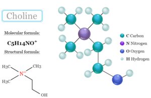 Choline Choline supplement with B-complex vitamin, food sources, functions, and benefits in human health