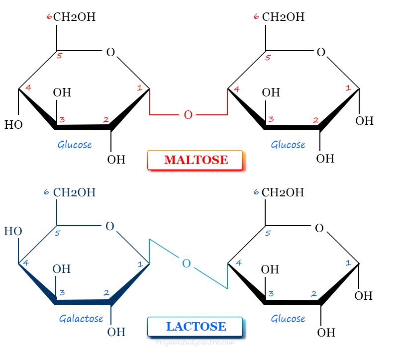 Carbohydrates examples disaccharides maltose and lactose structure with uses, benefits, types