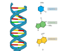 Deoxyribonucleic Acid Deoxyribonucleic acid (DNA) double helix structure, discovery, types, replication and technology used in medicine, agriculture, and forensics