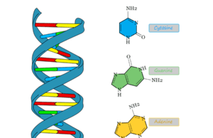 Deoxyribonucleic Acid Deoxyribonucleic acid (DNA) double helix structure, discovery, types, replication and technology used in medicine, agriculture, and forensics