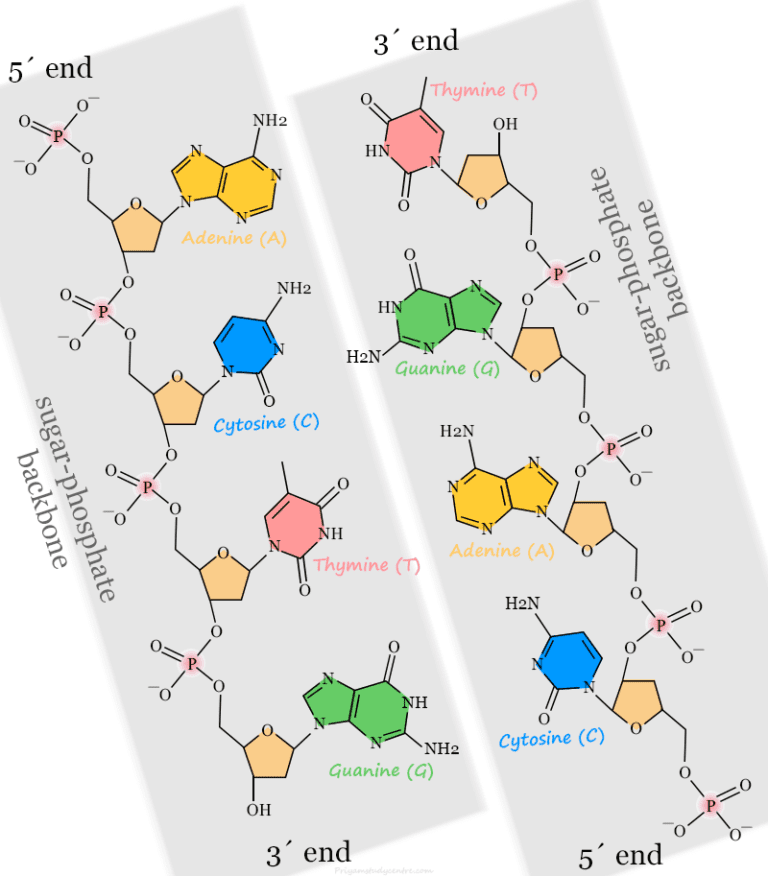 Deoxyribonucleic Acid DNA Structure, Types, Technology